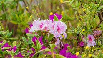 <em>Rhododendron pulchrum</em>